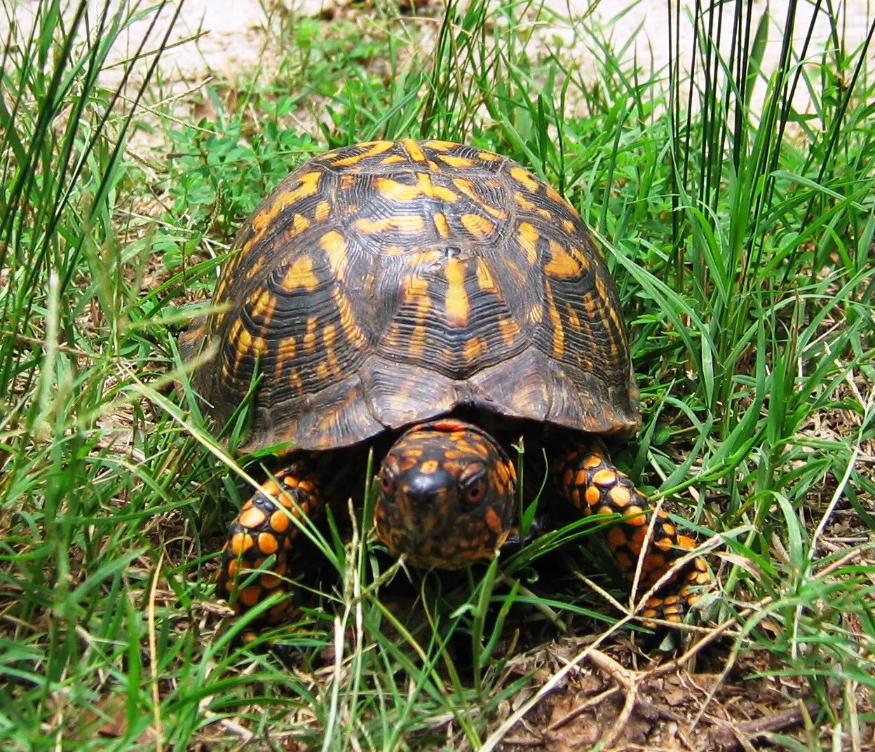 Helping SC’s Herps