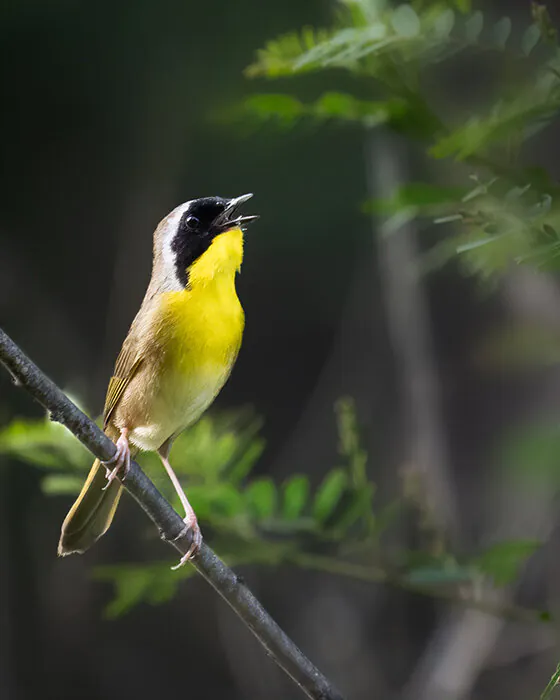 KECK: Birds of a Feather