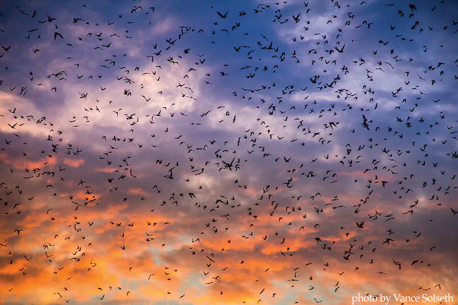 KECK: For Purple Martins’ Majesties