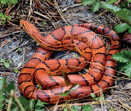 KECK: A Love Snake Relationship