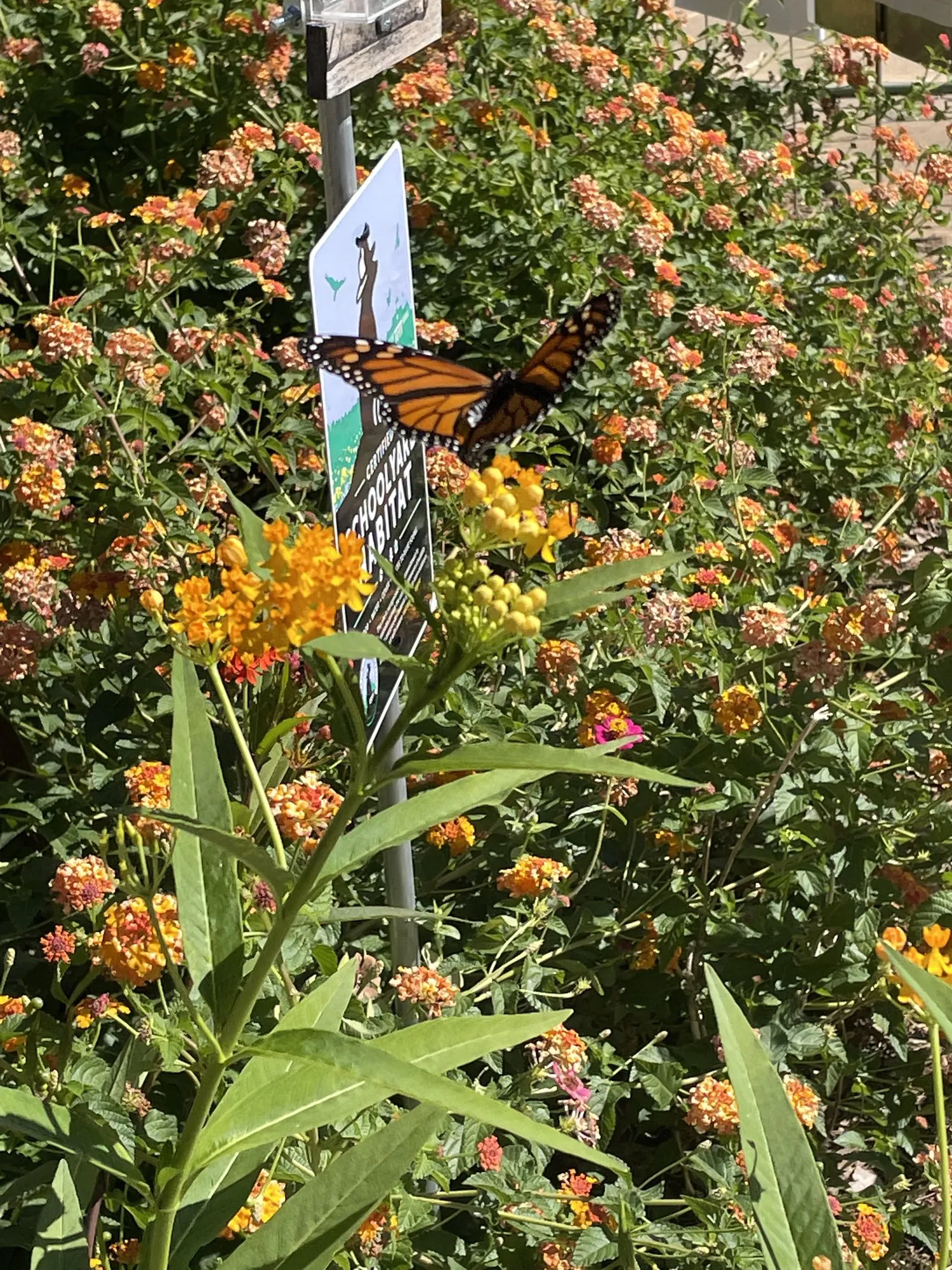 Schoolyard provides habitat and learning opportunities!