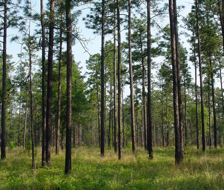 longleaf-1