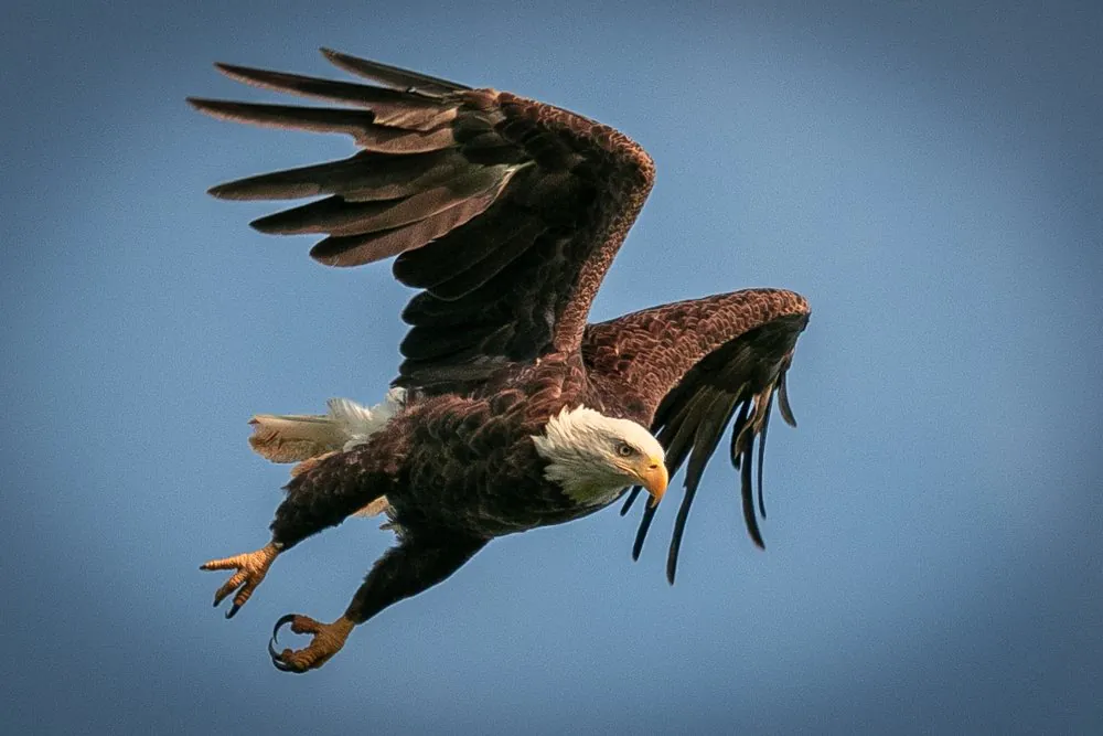 Endangered Species Act: Bald Eagle