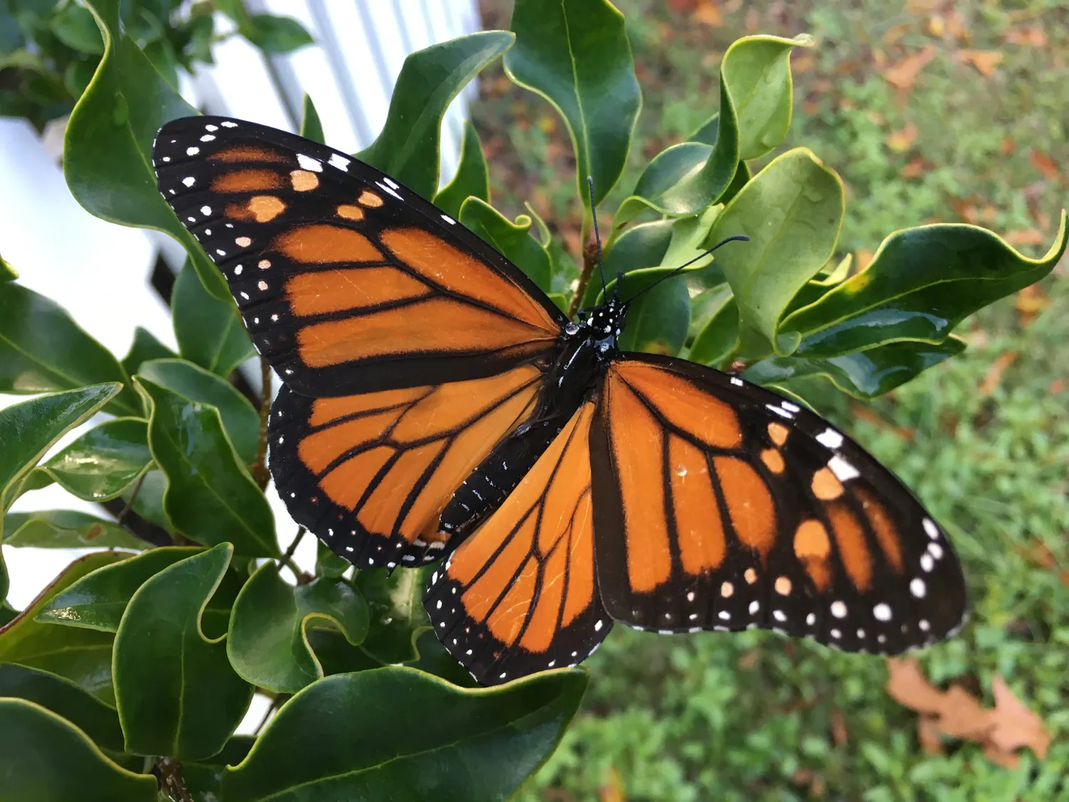 Milkweed for Monarchs Project: Nine Years of Helping Monarchs Thrive