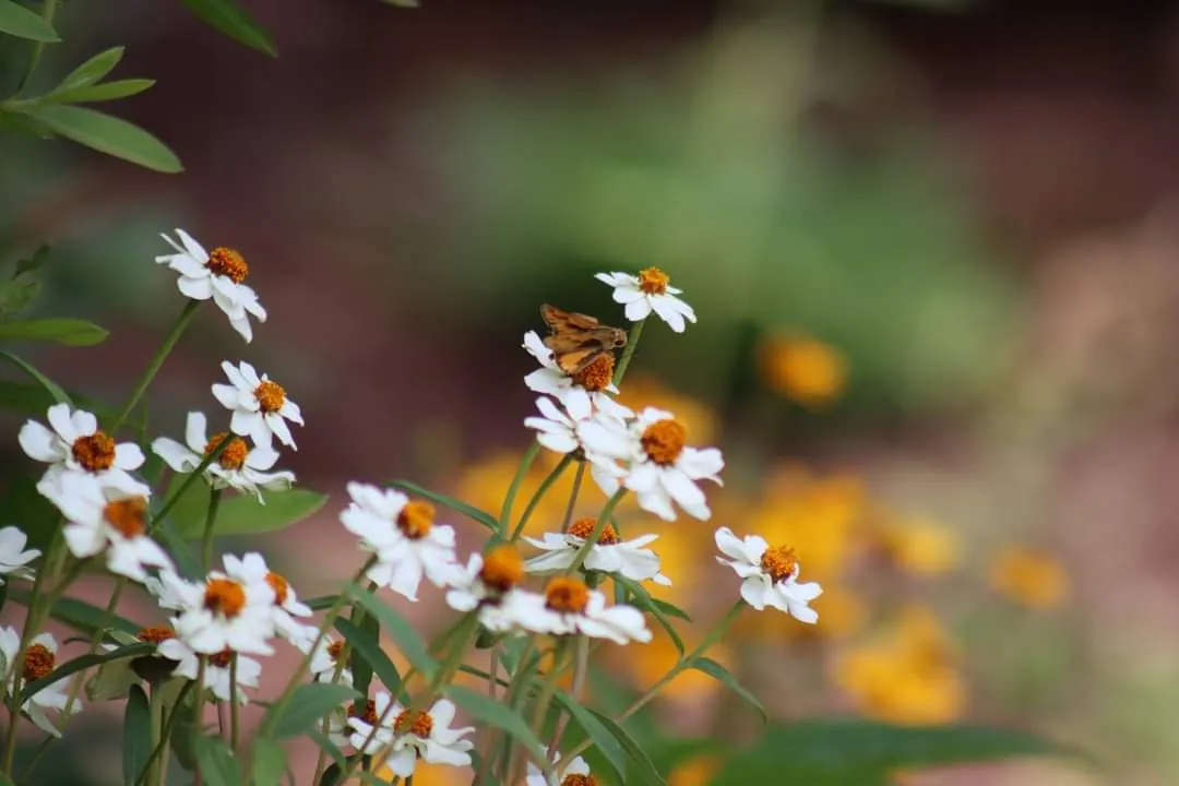A Garden for Wildlife™ Month Story: SCWF’s Habitat Education Manager, Savannah Jordan