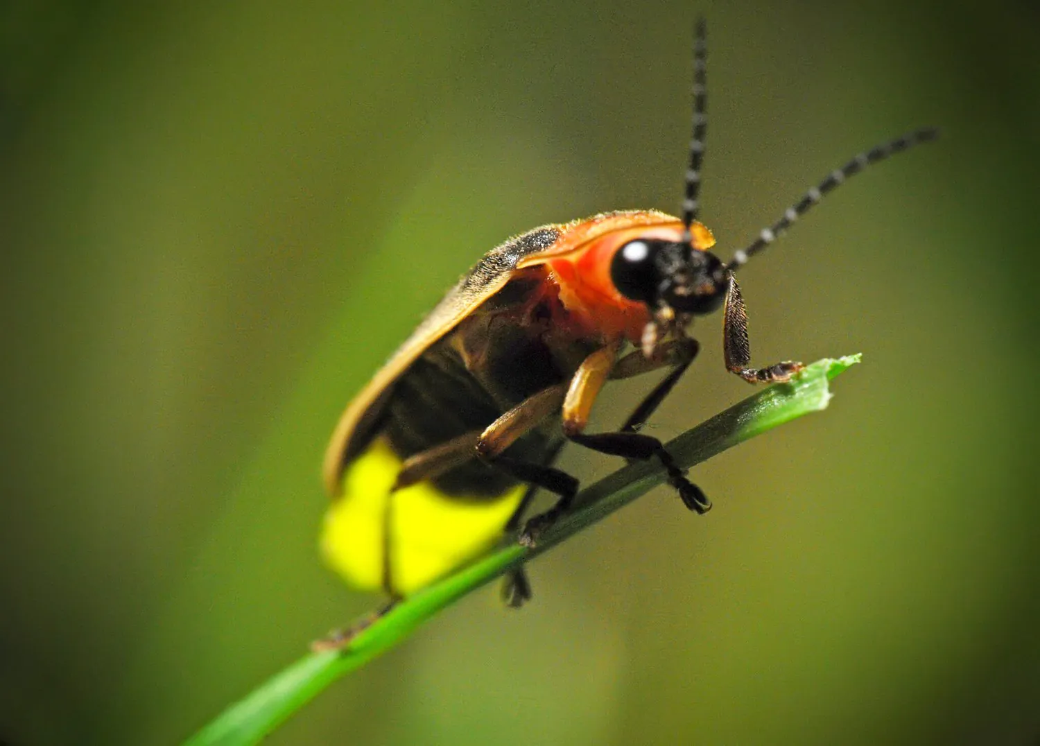 Leave the Leaves to Save Fireflies!