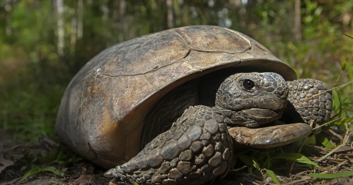 Endangered Species Act: The Gopher tortoise
