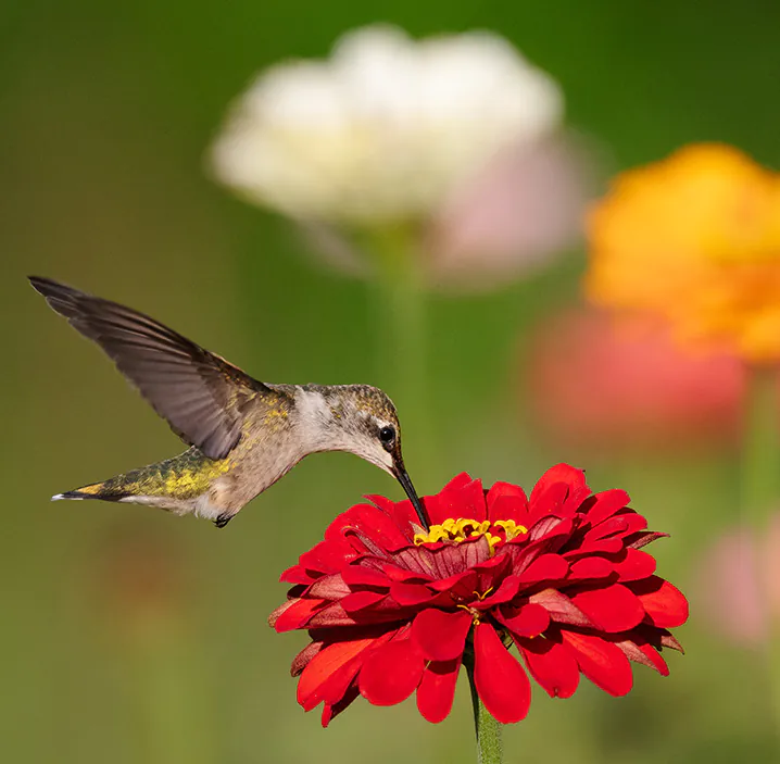 Kopec, Teresa, Zinnia Garden