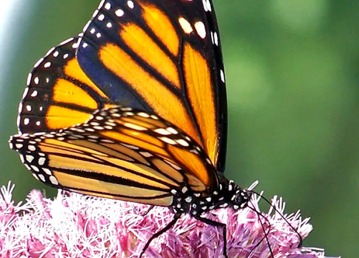 Monarchs--Help
