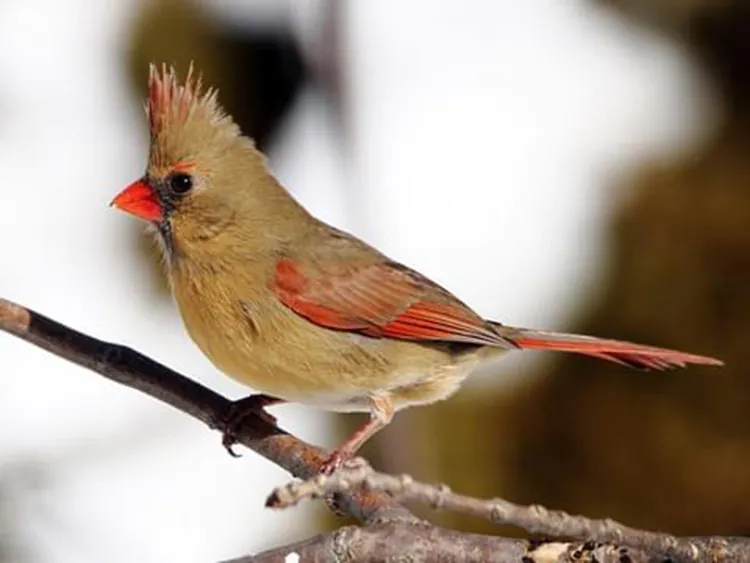 Bull Point Celebrates Certification as a Community Wildlife Habitat