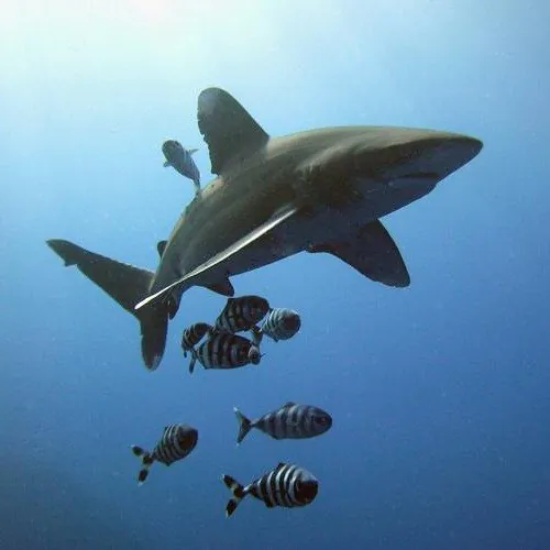Endangered Species Act: Oceanic Whitetip Shark