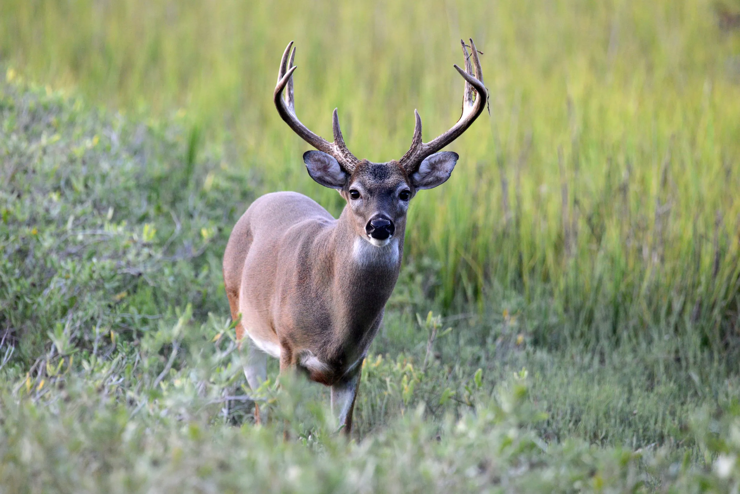 Hunting For More Than Meat by Alex Killman