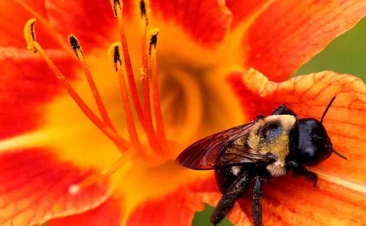 Plants-for-Pollinators
