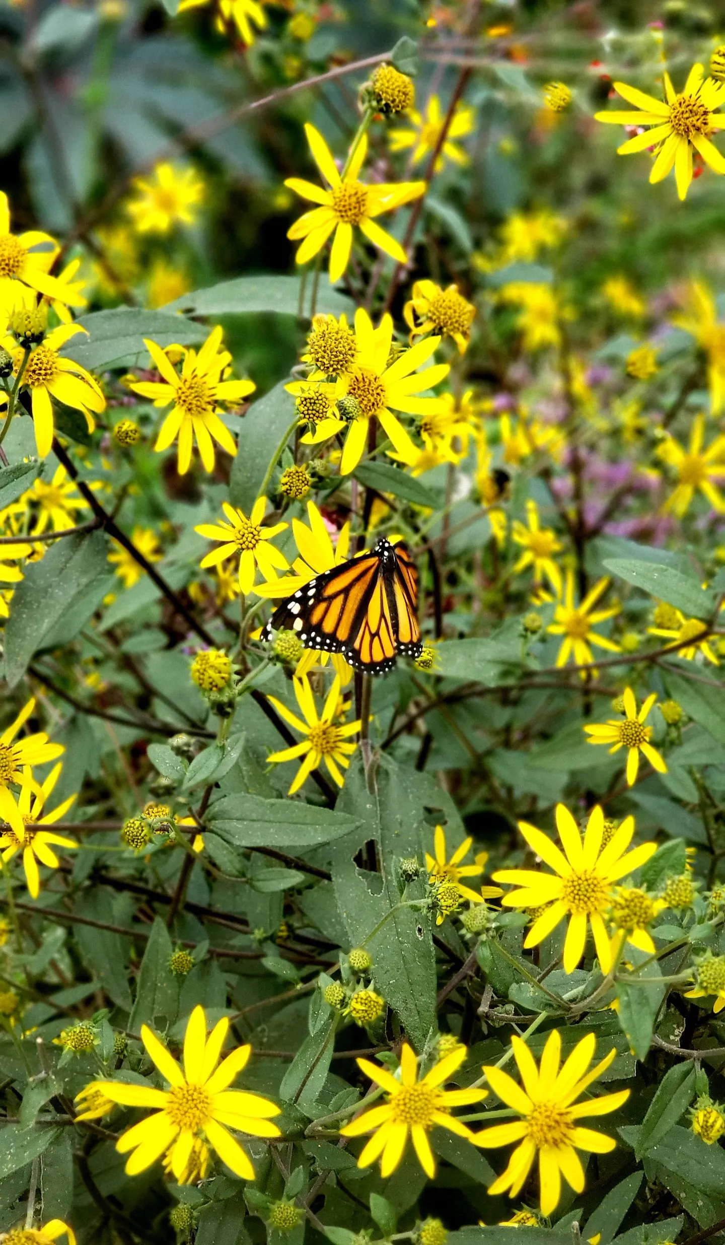 Endangered Species Act: Schweinitz’s Sunflower