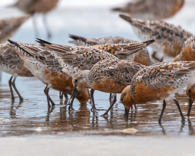 Endangered Species Act: Red Knot