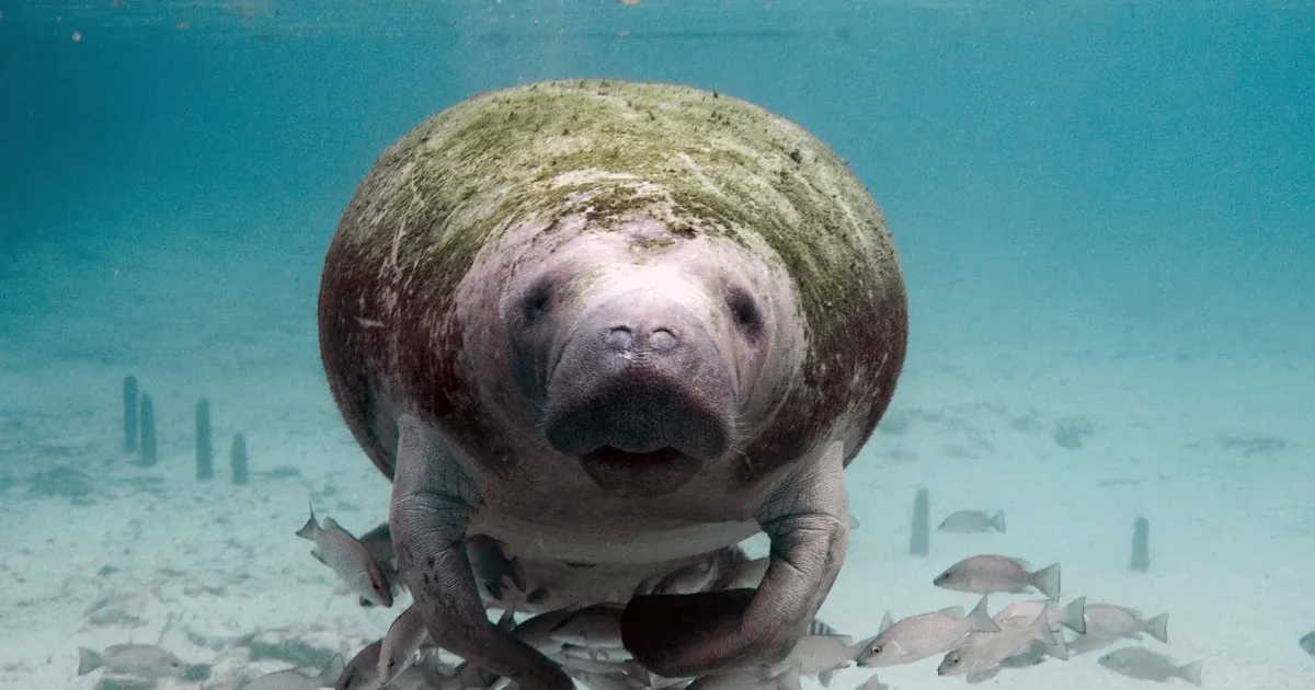 Endangered Species Act: Manatee