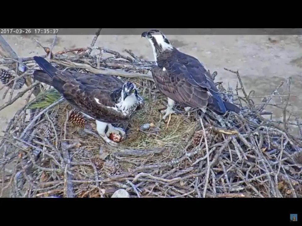 Lake Murray Osprey Nest Webcam