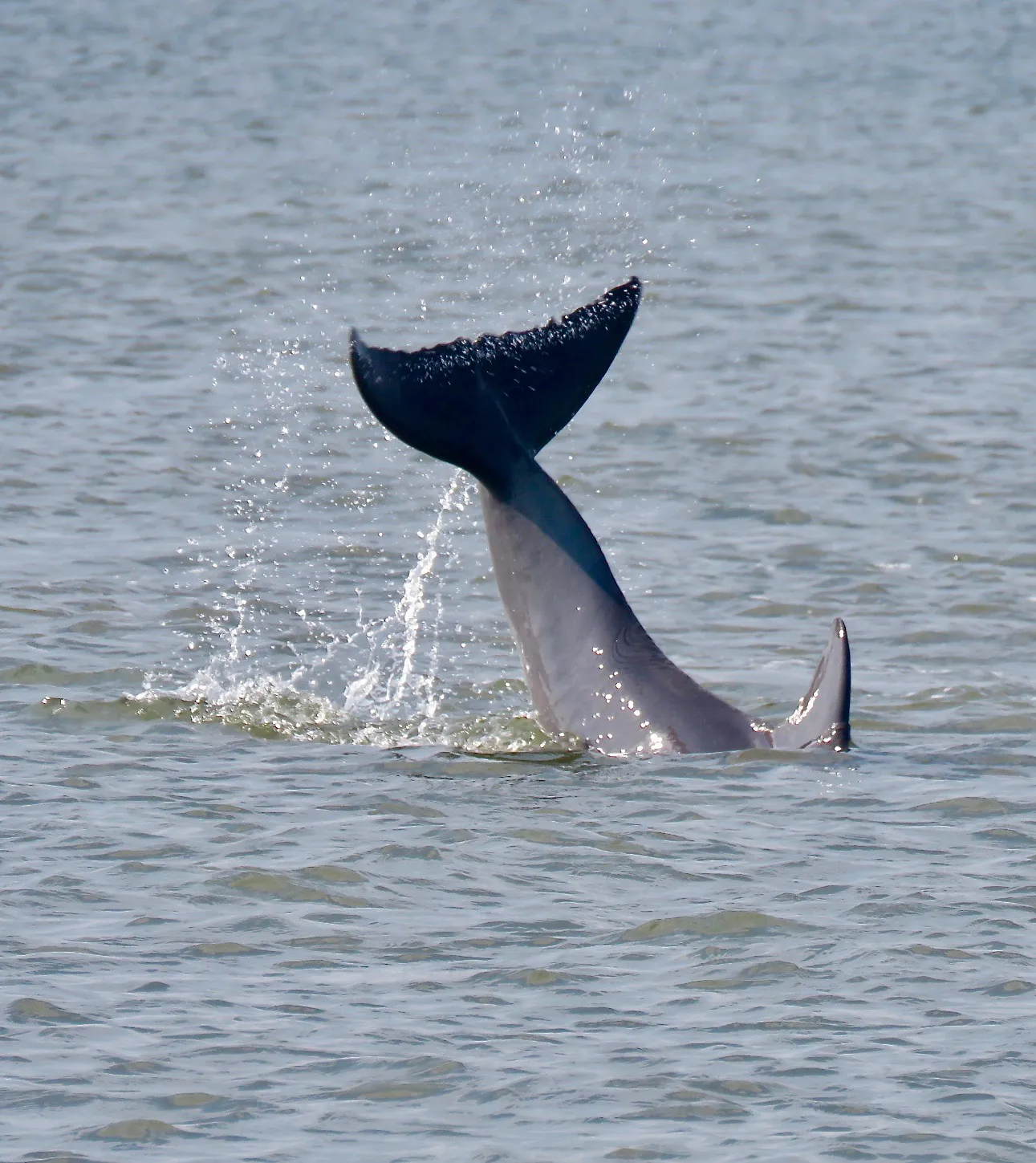 Action Alert: Plastics are harmful to wildlife