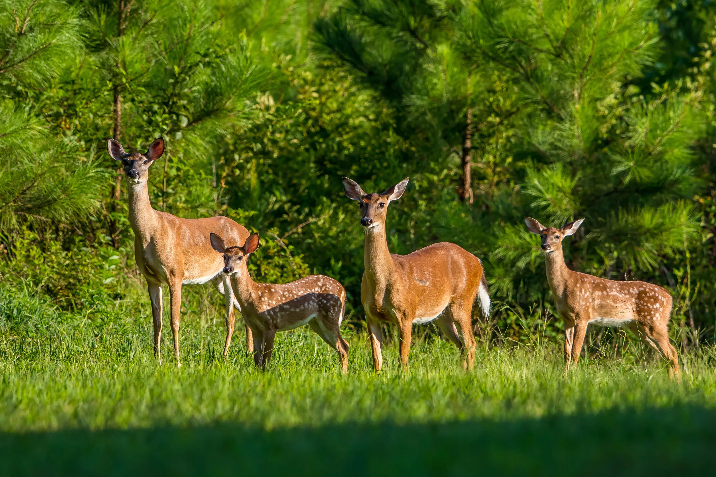 Your Gift to Wildlife