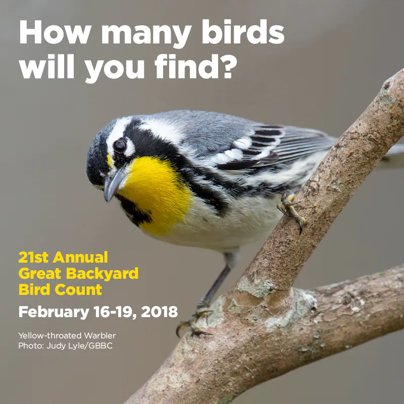 Great Backyard Bird Count