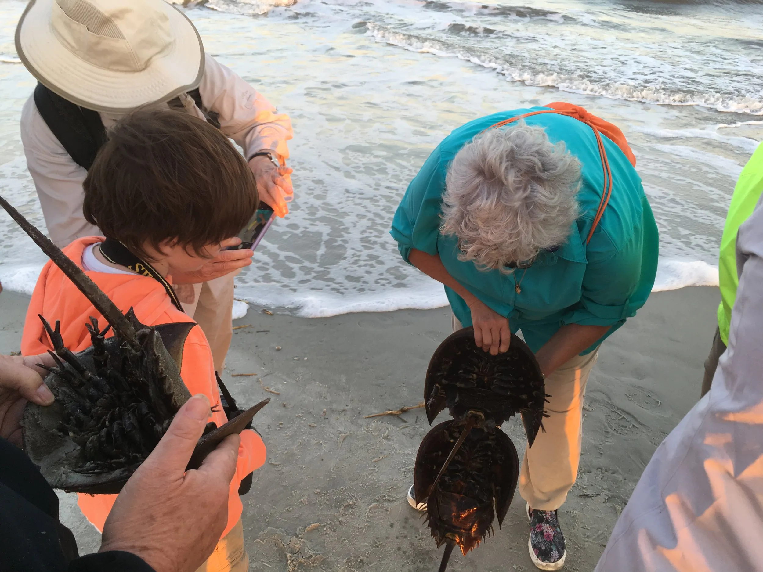 Horseshoe Crabs & Shorebirds