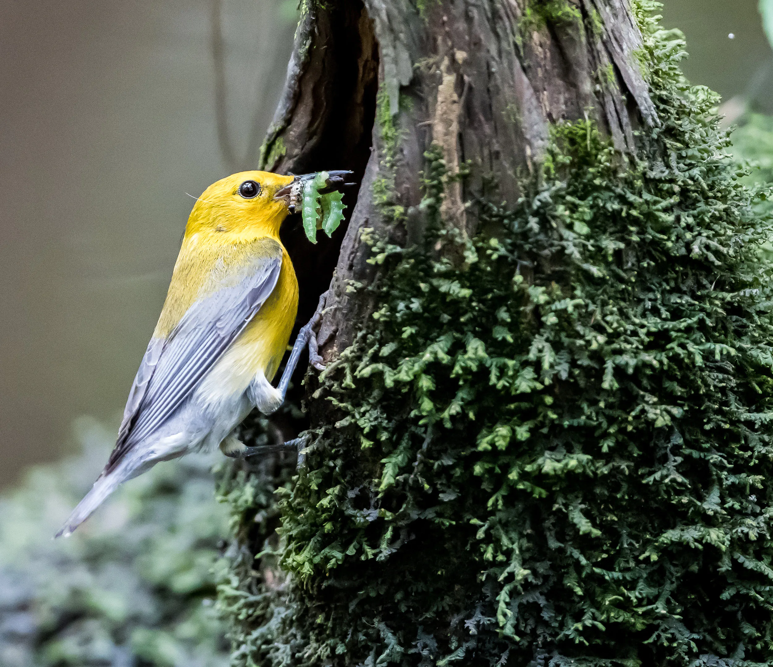 Now is the time to support Wildlife in South Carolina!