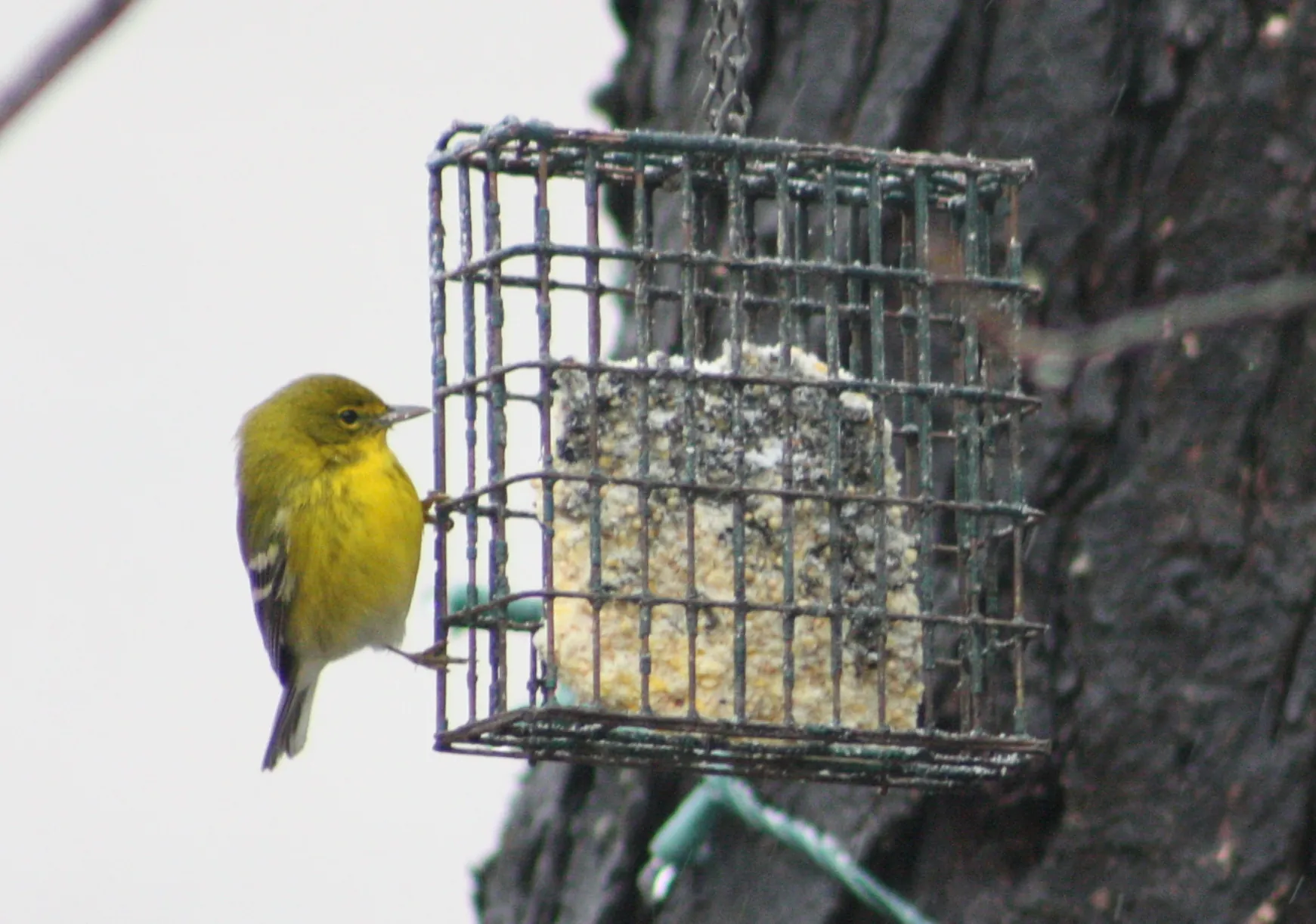 Homemade Suet Recipe