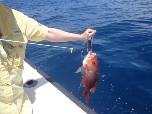 SCWF To Partner With Recreational Anglers to Reduce Fish Mortality.