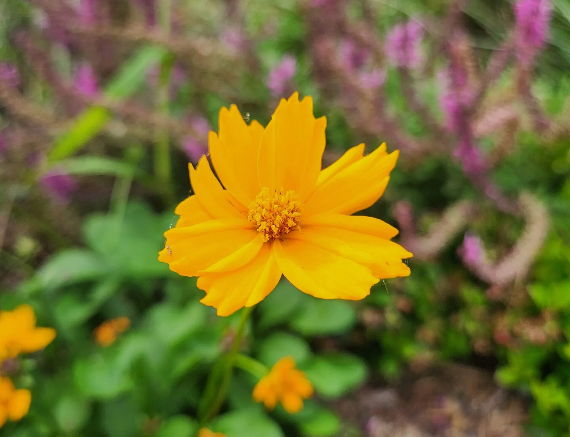 Native Plant Resolution Passes!