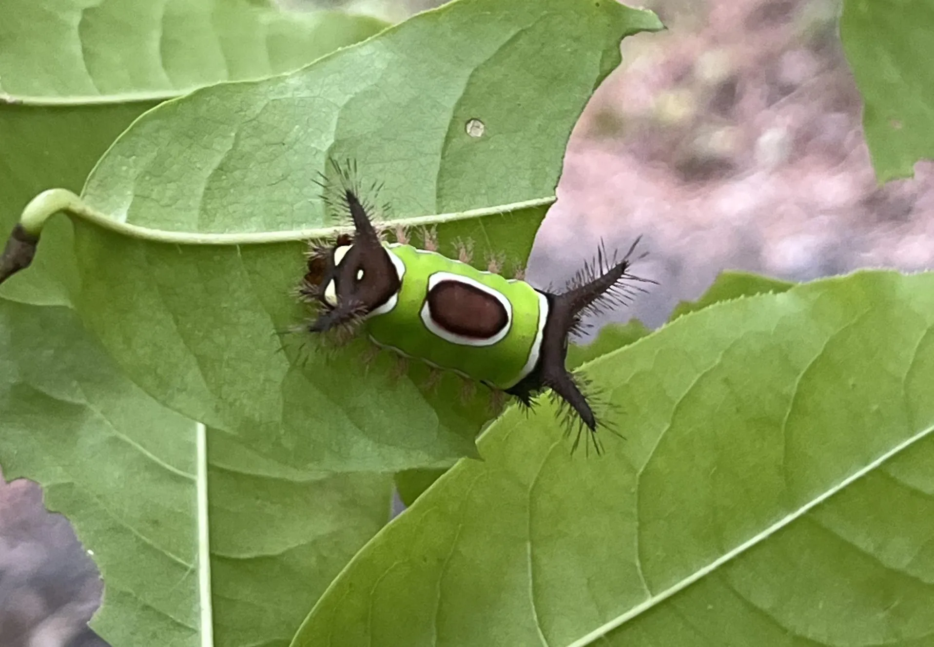 Things that Flitter & Gorgeous Caterpillars at SC Botanical Garden
