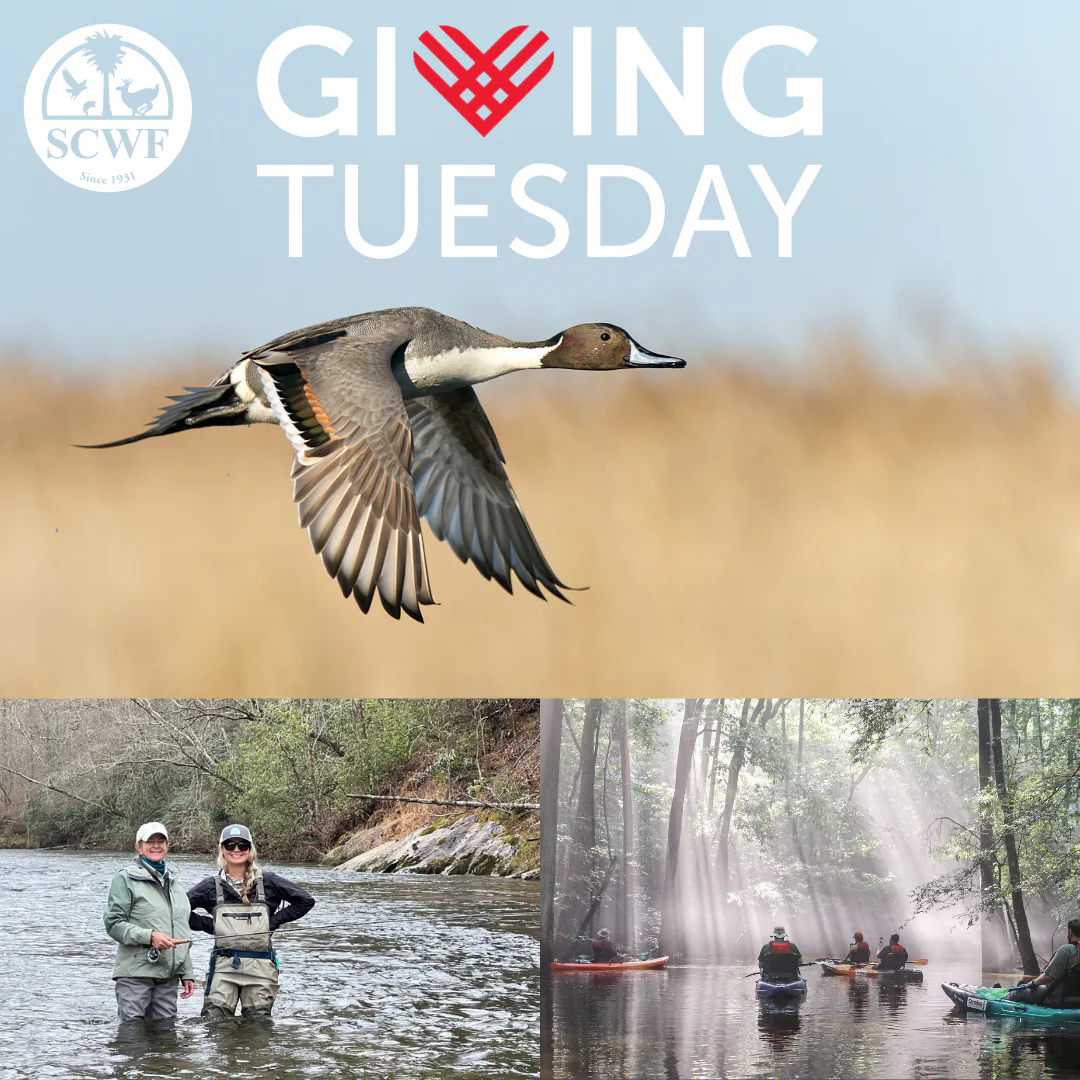 Giving Tuesday