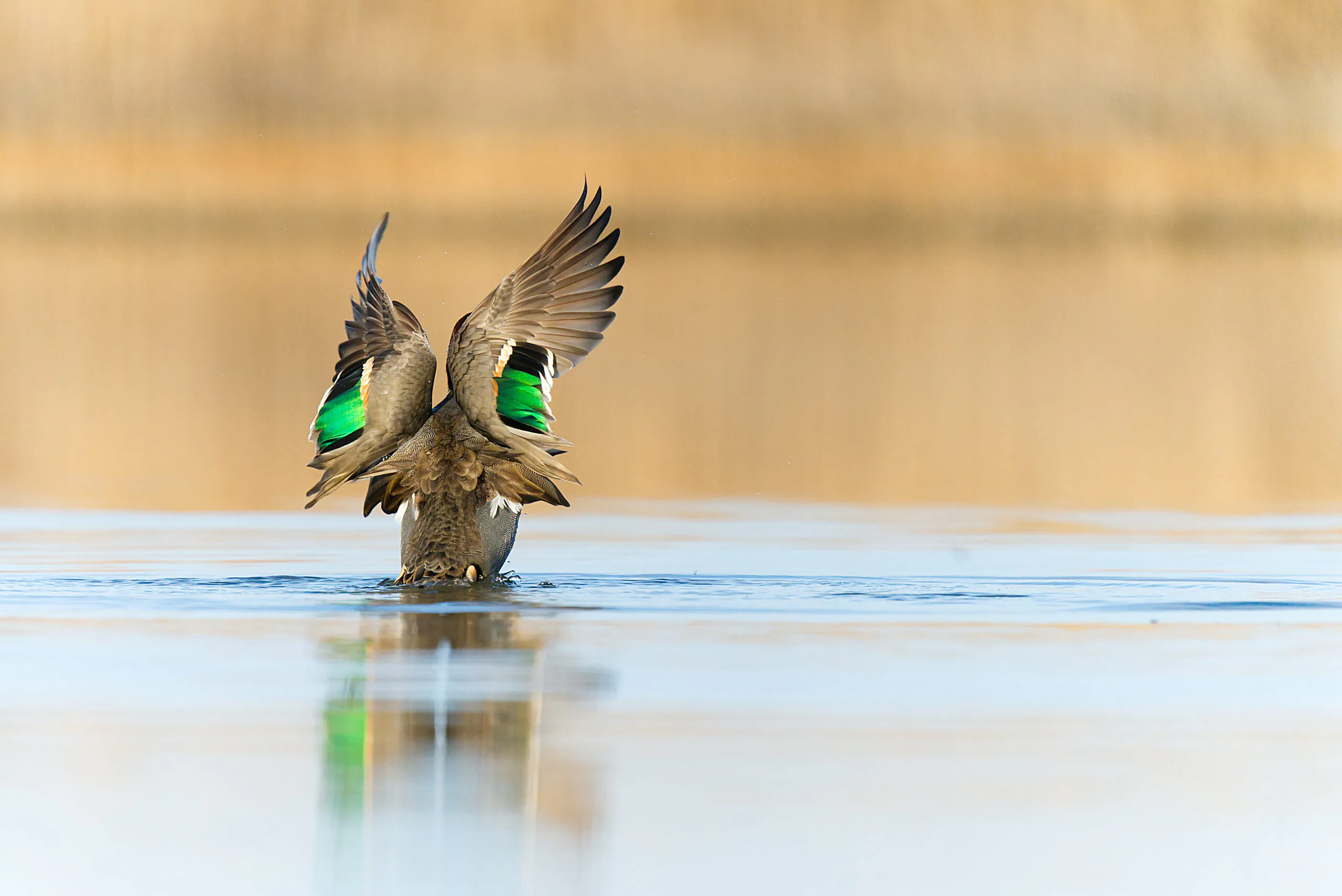Protect Wildlife Together!