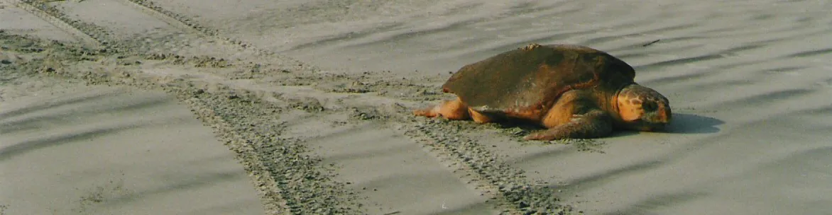 In rapidly developing SC, a planned change to the Endangered Species Act raises alarms