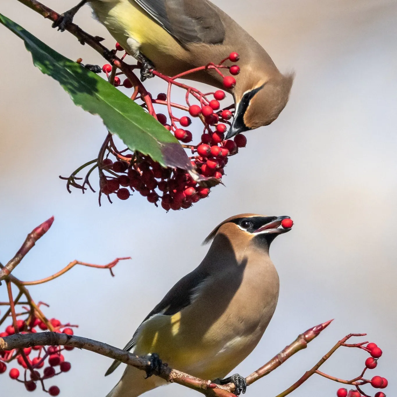 Backyard Habitat Certification Class