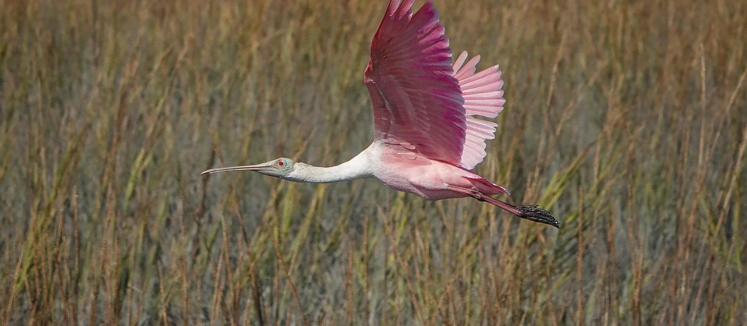 Forks, Knives, & Spoonbills art contest winner
