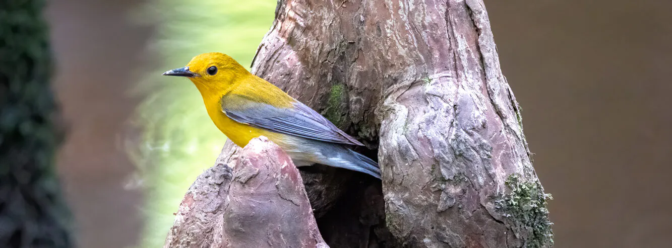 Prothonotary Warbler designated State Migratory Bird
