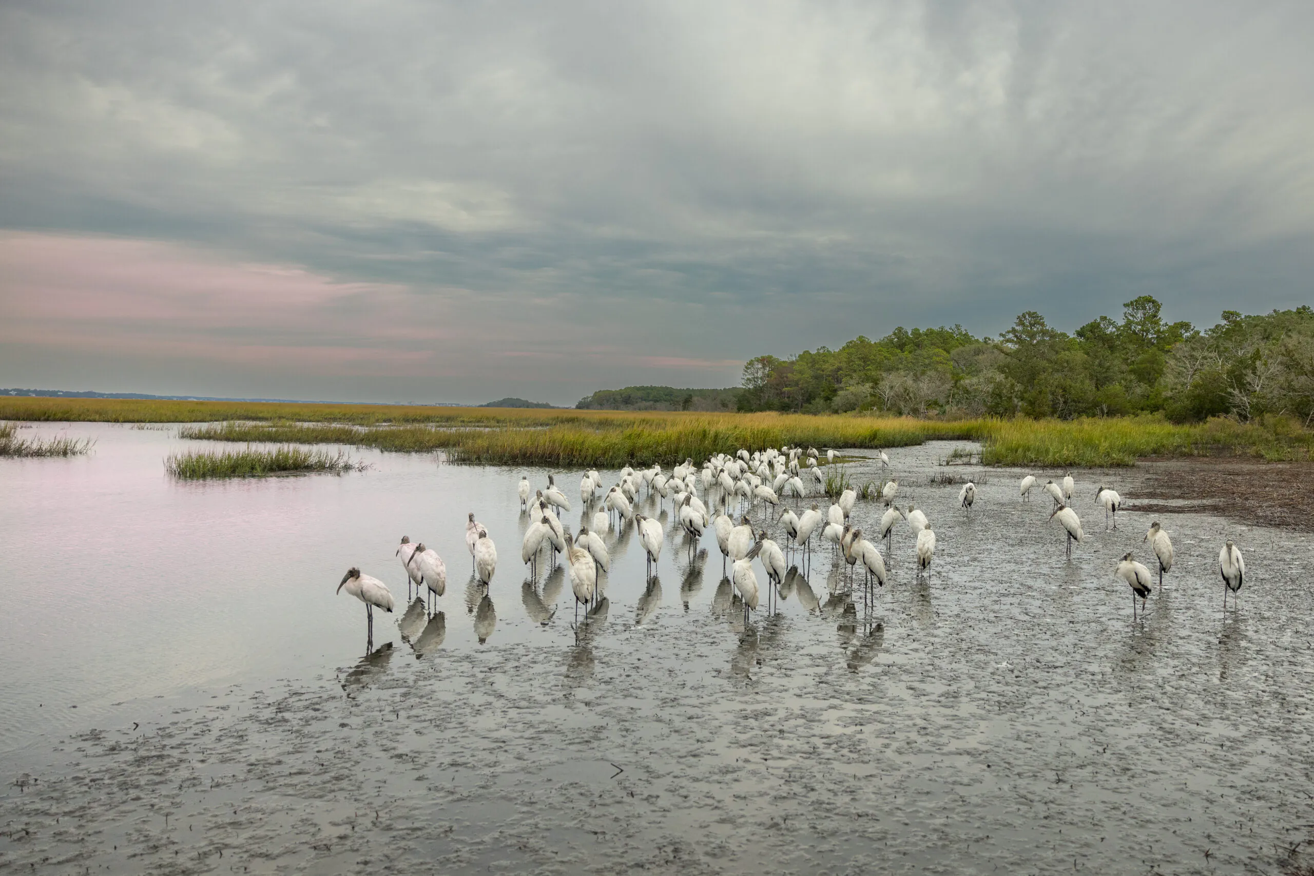 SCWF joins the National Wildlife Federation and other state affiliates in a lawsuit to uphold the Endangered Species Act