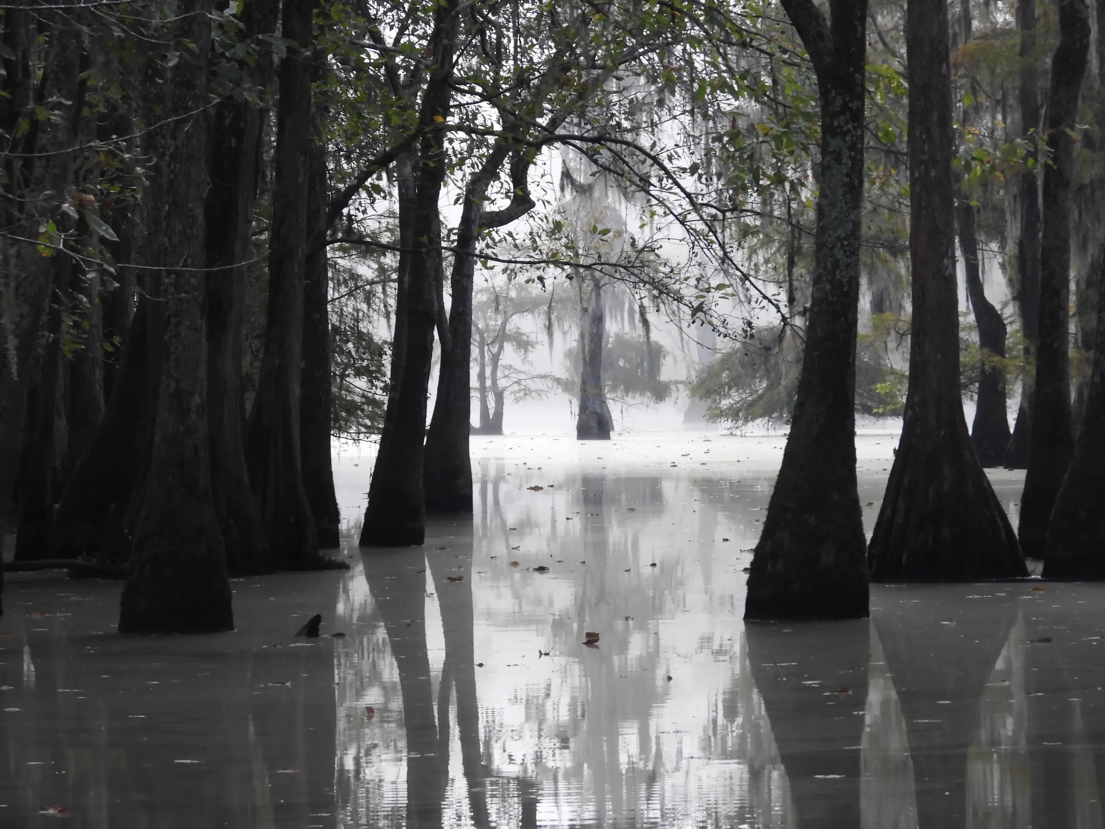 Palmetto Pro Birders: Sparkleberry Paddle