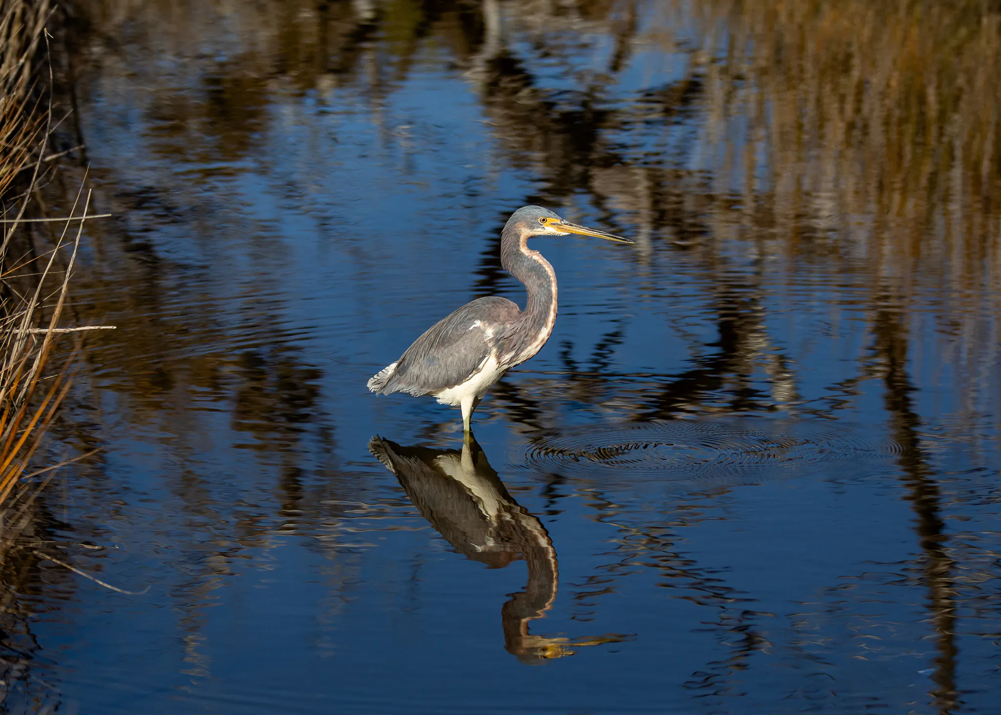Palmetto Pro Birders: Phinizy Swamp